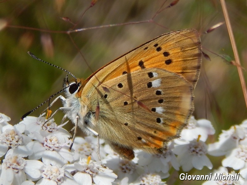 Lycaena virgaureae? S